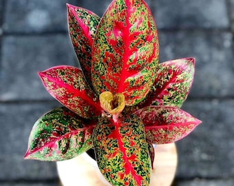 Aglaonema red stardust Starter Plant (ALL STARTER PLANTS require you to purchase 2 plants!)