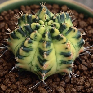 gymnocalycium mihanovichii “marble” cactus Starter Plant (ALL STARTER PLANTS require you to purchase 2 plants!)