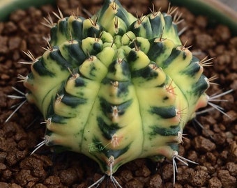 gymnocalycium mihanovichii “marble” cactus Starter Plant (ALL STARTER PLANTS require you to purchase 2 plants!)