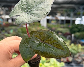 Exact Plant Alocasia XL Plumbae Metallica Starter Specific #5544HME | G/H (All PLANTS require you to purchase 2 plants!)