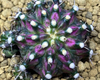gymnocalycium mihanovichii “t lux” cactus Starter Plant (ALL STARTER PLANTS require you to purchase 2 plants!)