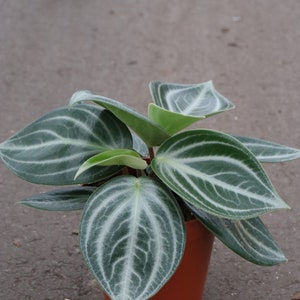 Peperomia Maculosa Starter Plant (ALL STARTER PLANTS require you to purchase 2 plants!)