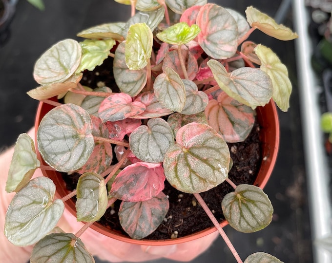 Pink Lady Peperomia 4pot ALL PLANTS Require You to Purchase 2 Plants Etsy