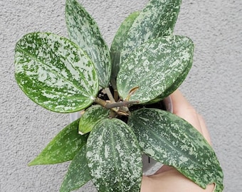 Plante de démarrage Hoya Rangsan splash (TOUTES LES PLANTES DE DÉMARRAGE nécessitent l'achat de 2 plantes !)