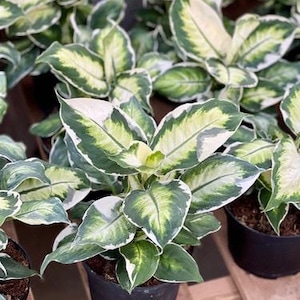 May include: Close-up of several potted plants with variegated green and white leaves. The plants are in black plastic pots, sitting on a wooden surface. The leaves have a striking pattern of green edges and white and yellow centers.