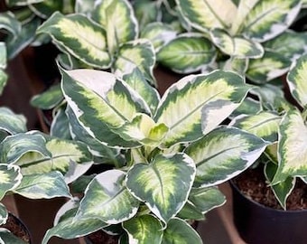 Dieffenbachia white beauty Starter Plant (ALL STARTER PLANTS require you to purchase 2 plants!)