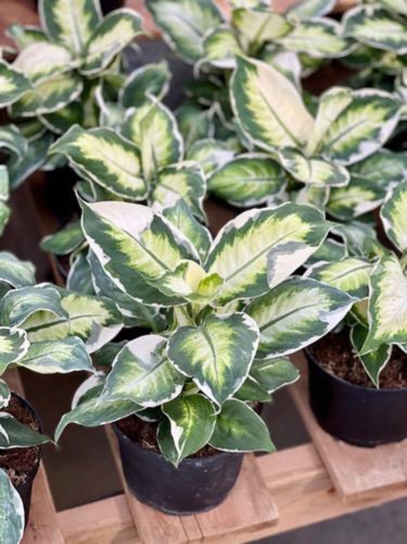 TheGreenEscape Dieffenbachia Plant - Thumbnail 3