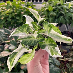 Syngonium Starlite Starter Plant (ALL STARTER PLANTS require you to purchase 2 plants!)