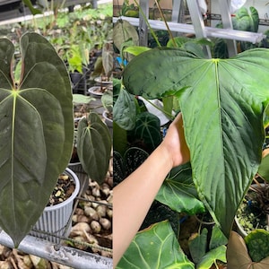 Anthurium Subsignatum - Etsy