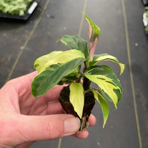 Calathea yellow fusion starter plant ALL STARTER PLANTS require you to purchase 2 plants zdjęcie 6