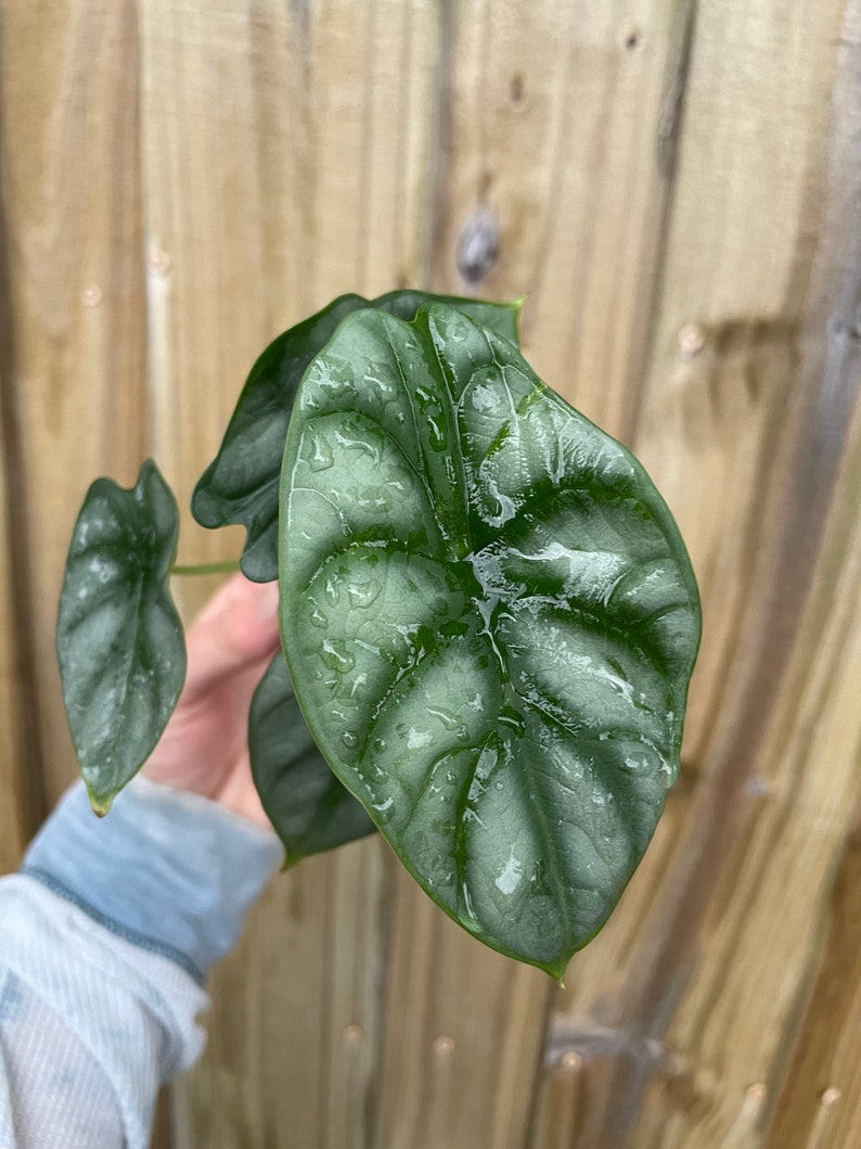 TheGreenEscape Alocasia Silver Dragon Plant - Thumbnail 5