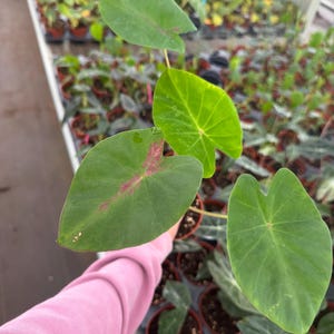 May include: Close-up of a Caladium plant with large, heart-shaped green leaves. Some leaves have pink veining. The plant is in a small brown pot, with other plants in the background.
