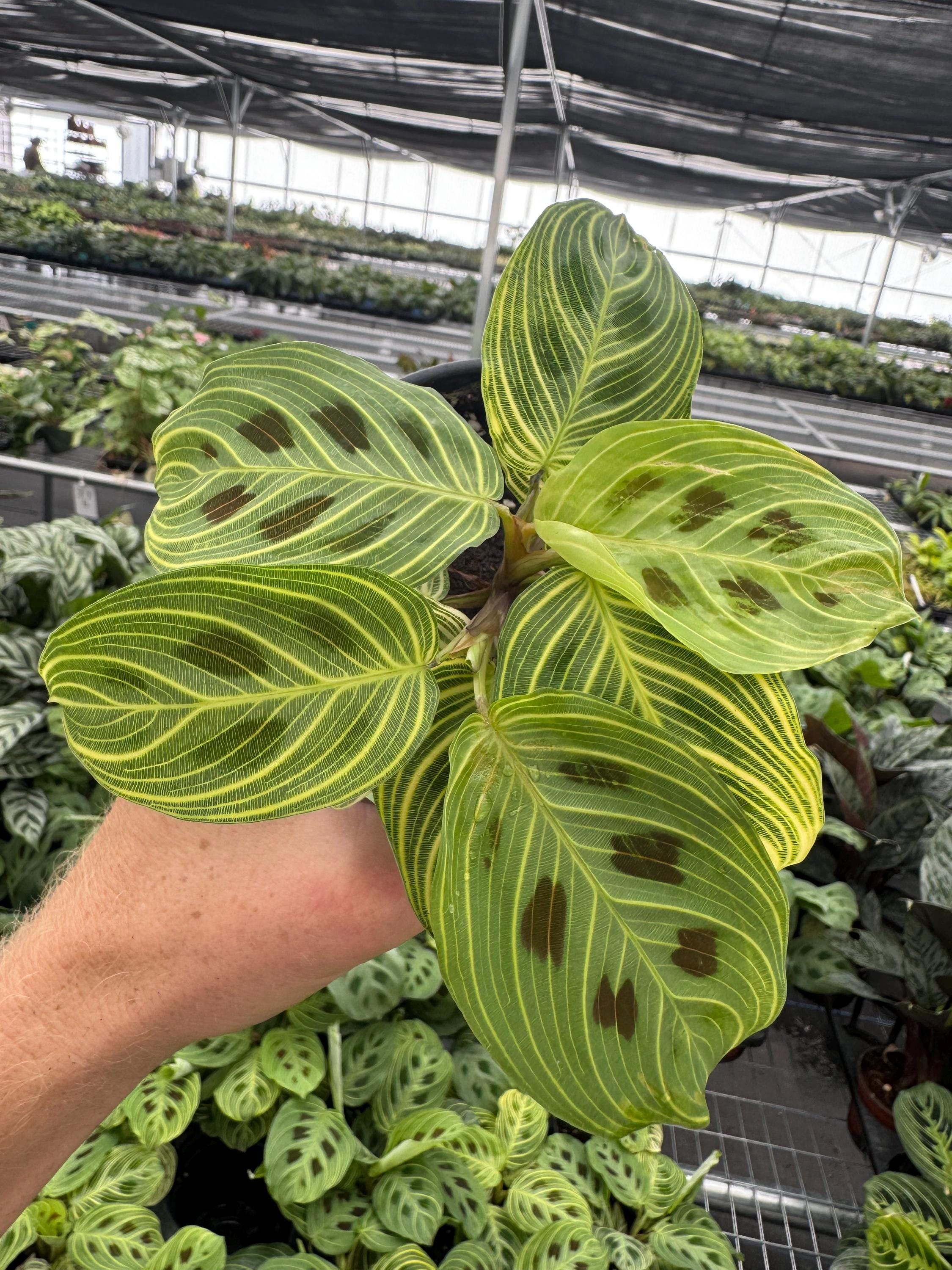 Fantasy Light Veins “gold Lines” Maranta 4” Pot (ALL PLANTS