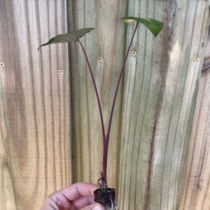 Puede incluir: Una peque&ntilde;a planta con dos hojas de color verde oscuro y tallos de color p&uacute;rpura intenso. La planta se sostiene en una mano, con las ra&iacute;ces visibles. El fondo es una valla de madera desgastada.