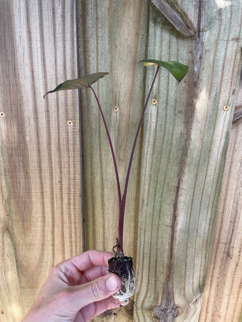 Puede incluir: Una peque&ntilde;a planta con dos hojas de color verde oscuro y tallos de color p&uacute;rpura intenso. La planta se sostiene en una mano, con las ra&iacute;ces visibles. El fondo es una valla de madera desgastada.