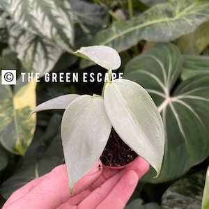 May include: A small silver-leaved plant in a pot, held in a hand. The plant has several leaves with a light green color and a silvery sheen. The background is blurred and shows other plants.