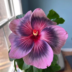 Midnight tryst hibiscus Starter Plant (ALL STARTER PLANTS require you to purchase 2 plants!)