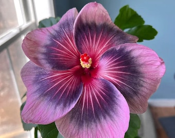 Midnight tryst hibiscus Starter Plant (ALL STARTER PLANTS require you to purchase 2 plants!)