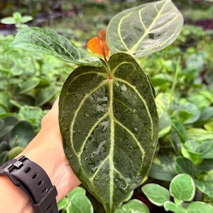 Anthurium Red Gunsal - Etsy