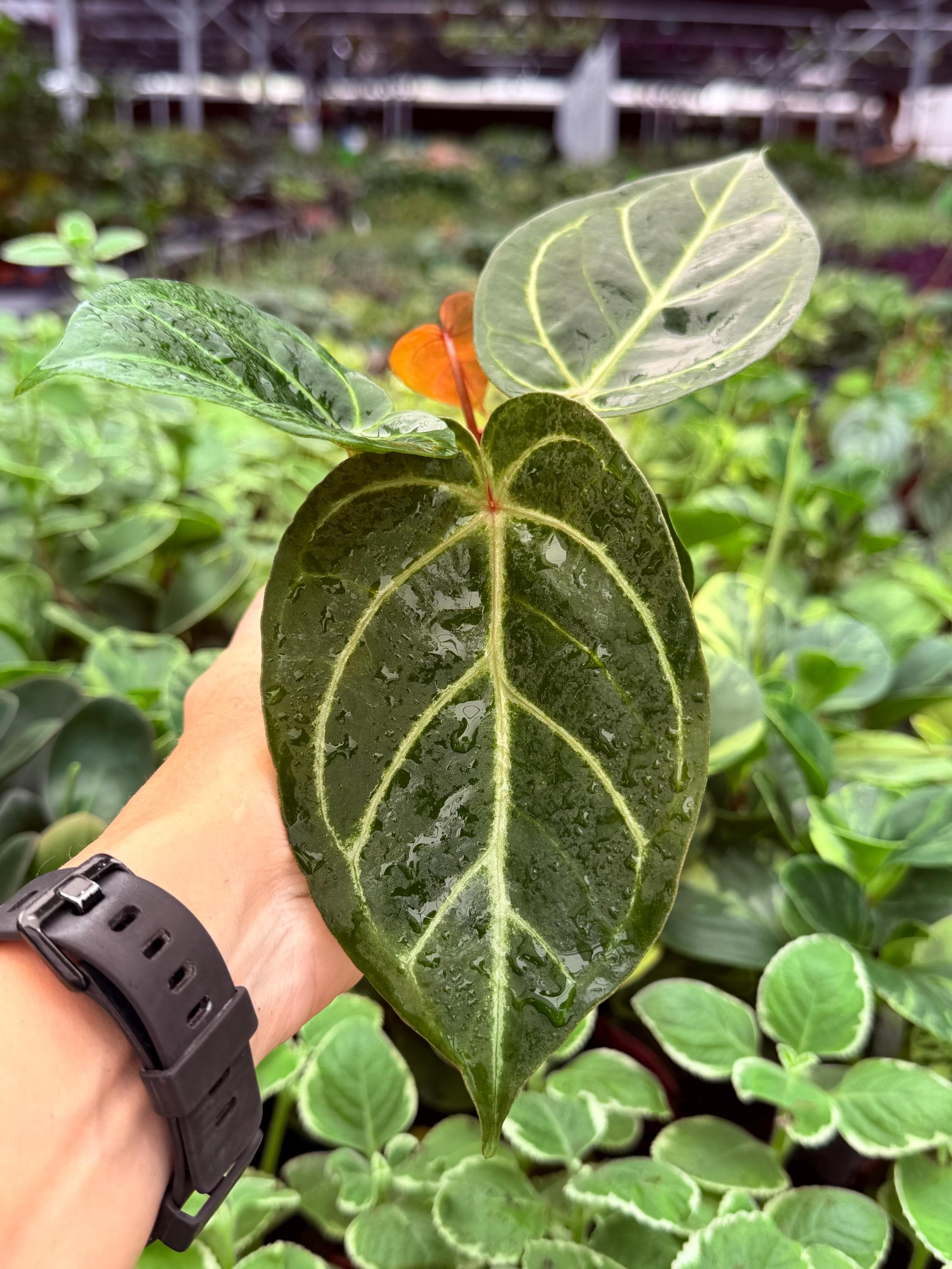 Anthurium Red Gunsal - Etsy