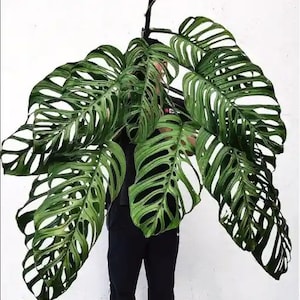 Monstera esqueleto Starter Plant (ALL STARTER PLANTS require you to purchase 2 plants!)