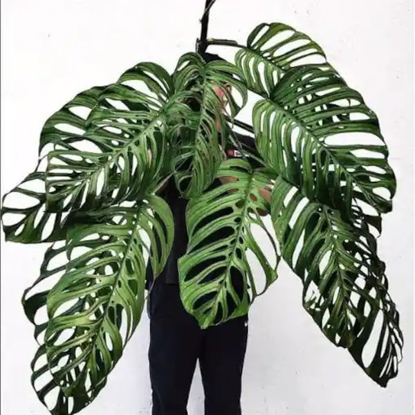 Monstera esqueleto Starter Plant (ALL STARTER PLANTS require you to purchase 2 plants!)