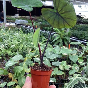 May include: A small, dark green plant with large, heart-shaped leaves in a red plastic pot. The plant has a dark purple stem.