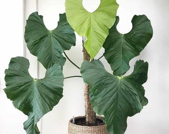 Scott Cohen Anthurium Antolakii (known as BVEP) X NSE Anthurium