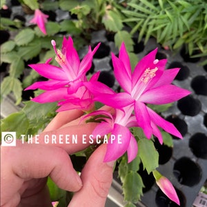 Pink Christmas cactus Starter Plant (ALL STARTER PLANTS require you to purchase 2 plants!)