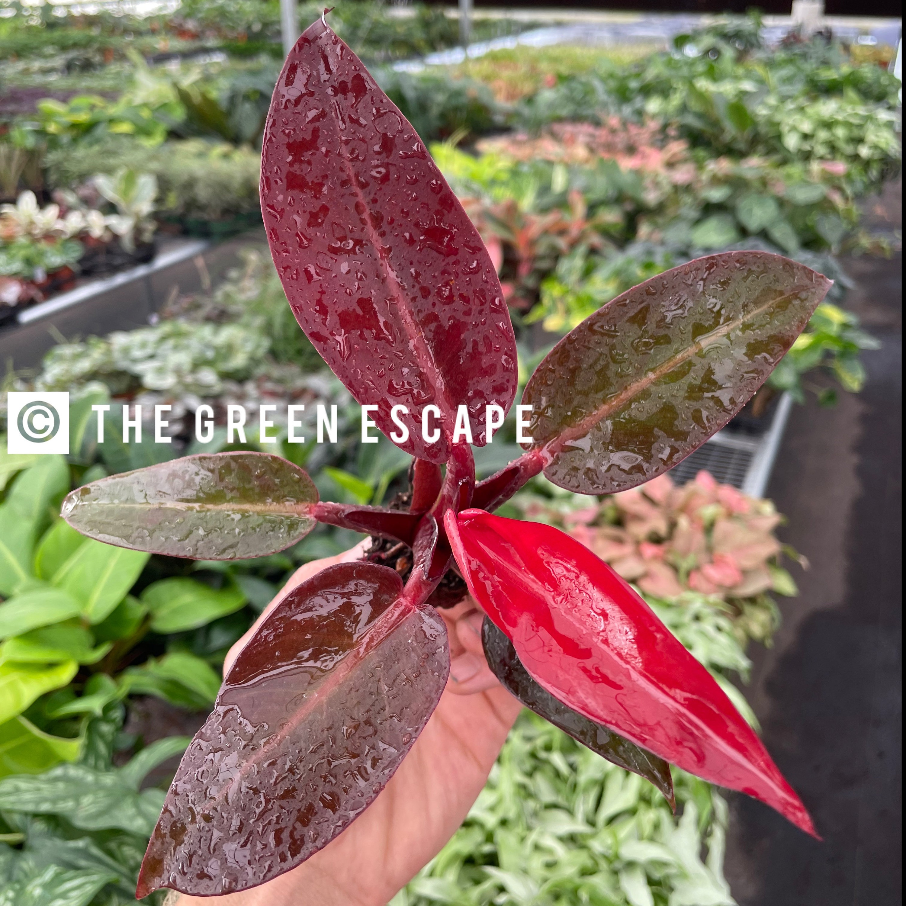 pothos golden plant Golden Pothos