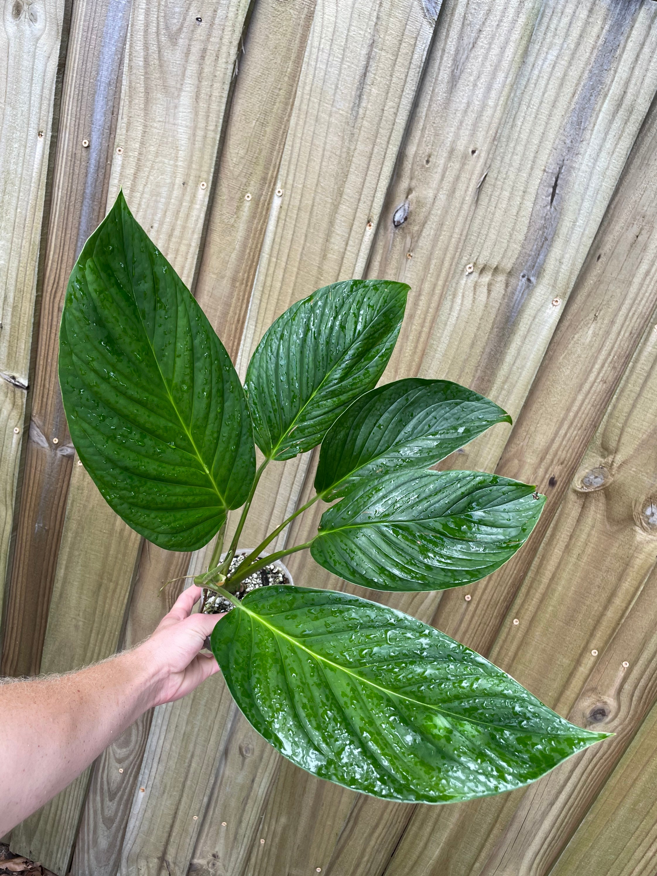Monstera Aureopinnata - Etsy Canada