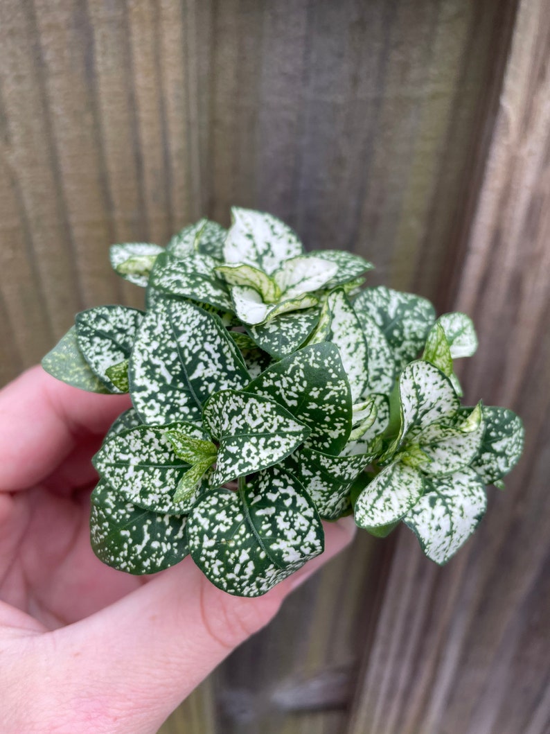 TheGreenEscape Hypoestes Polka Dot Plant - Thumbnail 5