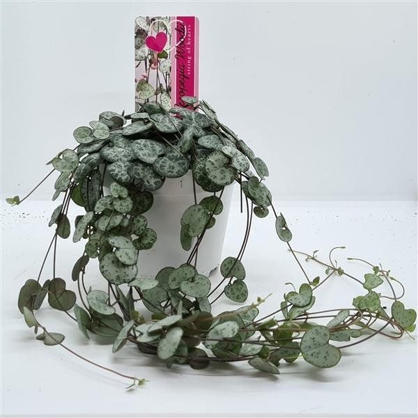 String of hearts Starter Plant (ALL STARTER PLANTS require you to purchase 2 plants!)