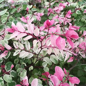 Roseopicta breynia disticha Starter Plant ALL STARTER PLANTS require you to purchase 2 plants image 1