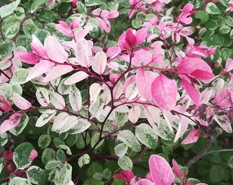 Roseopicta (breynia disticha) Starter Plant (ALL STARTER PLANTS require you to purchase 2 plants!)