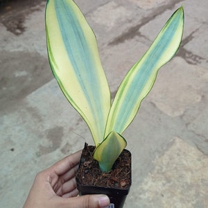 Sansevieria ghost Starter Plant (ALL STARTER PLANTS require you to purchase 2 plants!