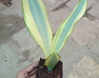 Sansevieria ghost Starter Plant (ALL STARTER PLANTS require you to purchase 2 plants!