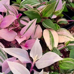 Wandering jew rainbow (tradescantia) Starter Plant (ALL STARTER PLANTS require you to purchase 2 plants!)