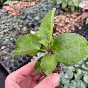 Pride of Hankins white hibiscus Starter Plant (ALL STARTER PLANTS require you to purchase 2 plants!) image 5