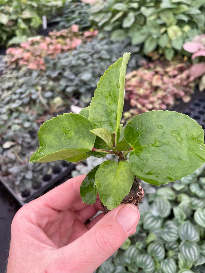 Pride of Hankins white hibiscus Starter Plant (ALL STARTER PLANTS require you to purchase 2 plants!) image 5