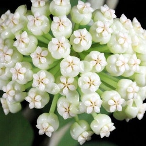 hoya pachyclada starter Plant (ALL STARTER PLANTS require you to purchase 2 plants!)