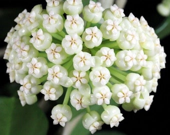 hoya pachyclada starter Plant (ALL STARTER PLANTS require you to purchase 2 plants!)