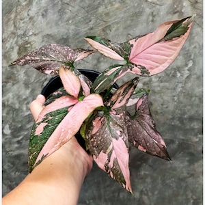 Syngonium pink splash Thai form Starter Plant (ALL STARTER PLANTS require you to purchase 2 plants!)