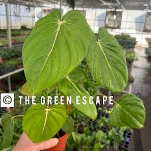 May include: A close-up of a Philodendron plant with large, heart-shaped green leaves and prominent white veins. The plant is in a small, brown pot. The text "THE GREEN ESCAPE" is visible in the image.