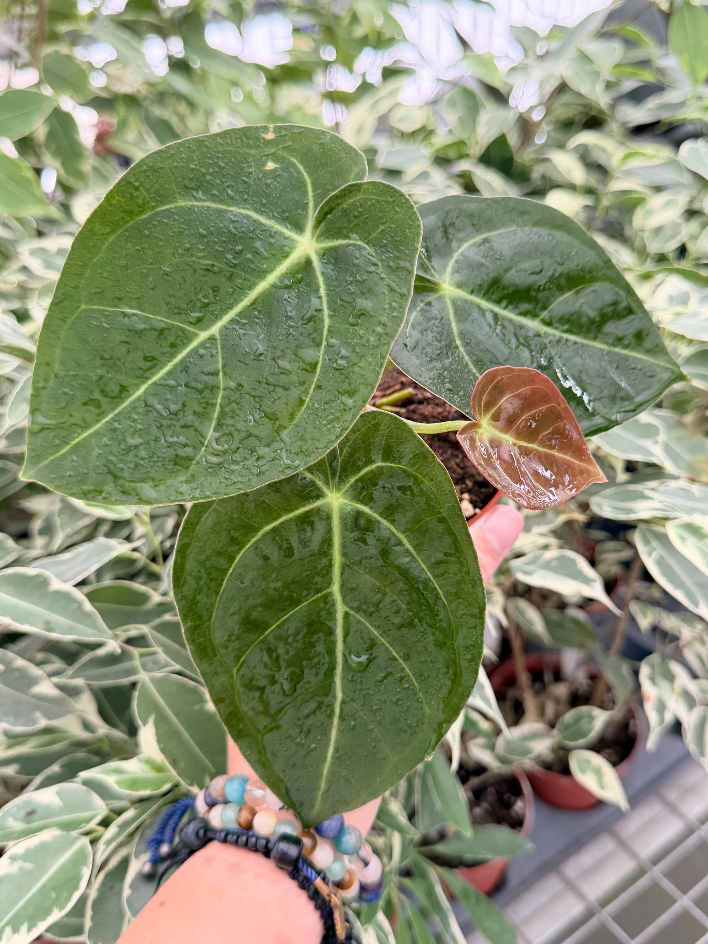 Portillae Anthurium - Etsy