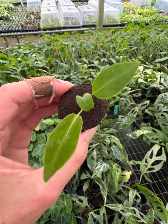 Small Anthurium Warocqueanum dark and narrow form Starter Plant (ALL STARTER PLANTS require you to purchase 2 plants!)