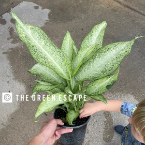 May include: A white and green variegated Dieffenbachia plant in a black pot. The plant has large, oval leaves with white speckles. The plant is being held by a person's hand. The text "THE GREEN ESCAPE" is visible in the image.