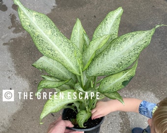 Dieffenbachia Camouflage Starter Plant (ALL STARTER PLANTS require you to purchase 2 plants!)