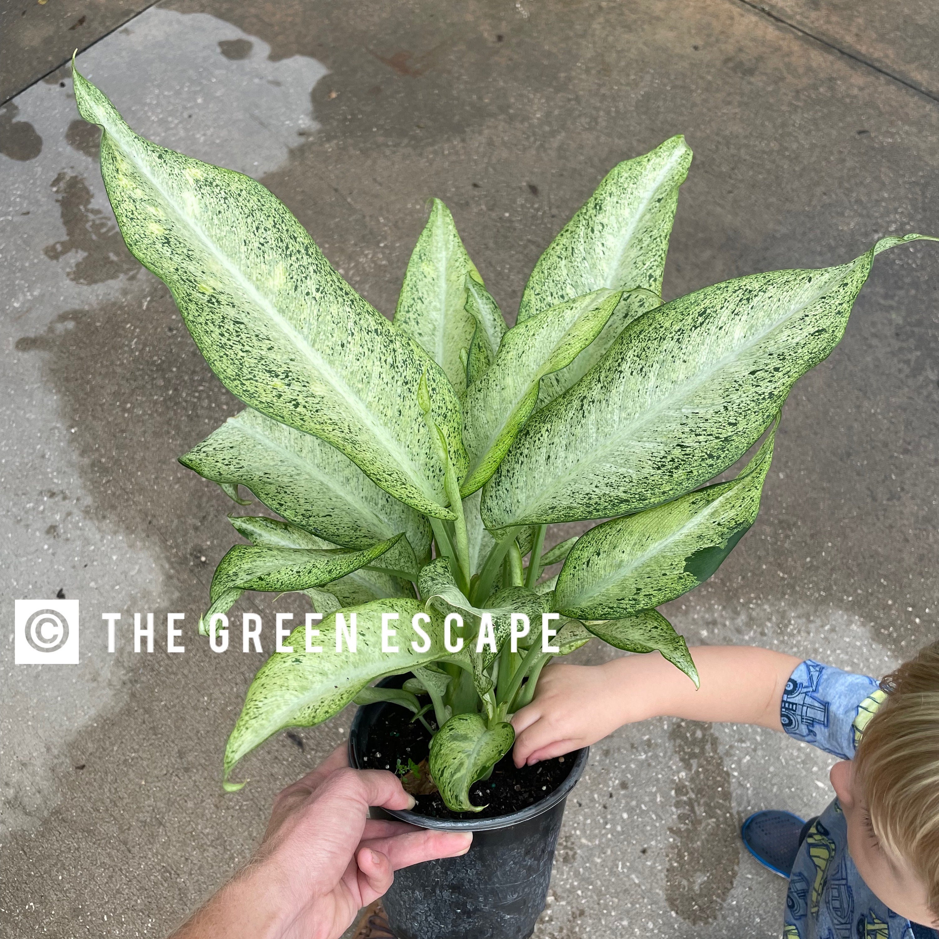 Dieffenbachia Camouflage Starter Plant (ALL STARTER PLANTS Require You to  Purchase 2 Plants!) - Etsy