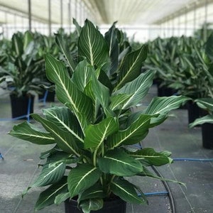indoor shade loving plants Buy Top 5 Shade Tolerant Indoor Plants for Home online from Nurserylive at  lowest price